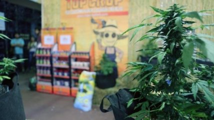  Uruguay: Farmacias venderán marihuana a partir de este miércoles  