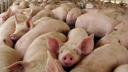 FAO alerta que brote de peste porcina africana amenaza con propagarse desde China