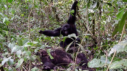  A 45 años de la primera guerra civil sin humanos  