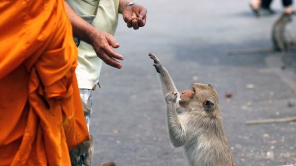   Falta de turistas y alimentos obliga a esterilizar monos en Tailandia 