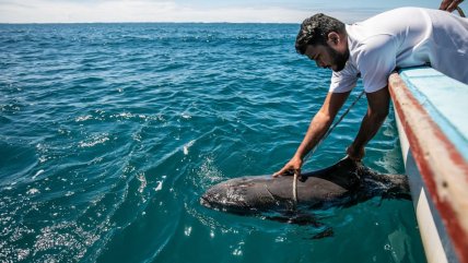  Cerca de 39 delfines son encontrados muertos en las costas de la isla Mauricio  