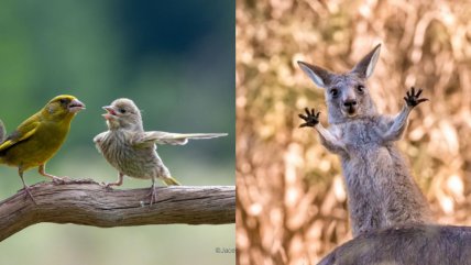  Las fotografías más divertidas de los 