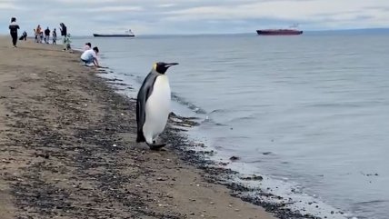   Tierno pingüino rey visitó la bahía Punta Arenas en Año Nuevo 