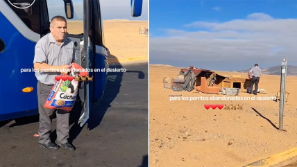   Chofer de bus paró a alimentar a perros sin hogar que viven en la carretera 