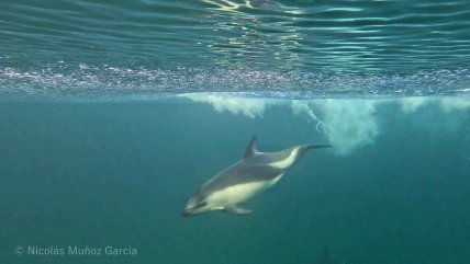   Por primera vez graban una marsopa interactuando con delfines australes 