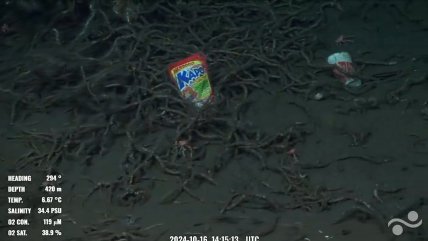   Encuentran envase de Kapo intacto de hace 20 años en el fondo de la costa de El Quisco 