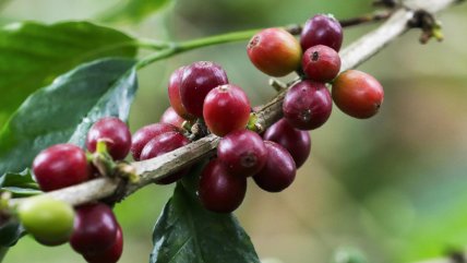   Crisis cafetera: emergencia climática y costos elevan los precios 