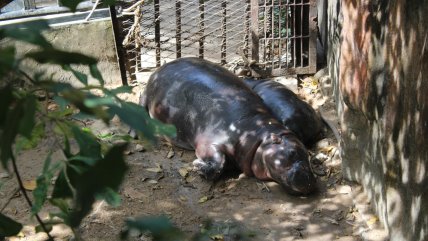   La hipopótama tailandesa Moo Deng, de estrella viral a fenómeno millonario 