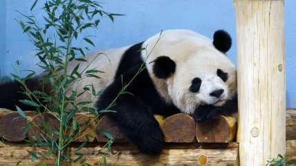   Zoo de Washington presentó en sociedad a sus nuevos pandas 