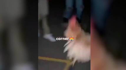   Detuvieron a 39 jóvenes por utilizar una gallina como pelota de fútbol en España 