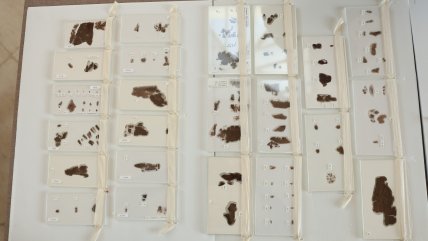   Museo de EE.UU. devuelve a China antiguos manuscritos en seda de los Reinos Combatientes 