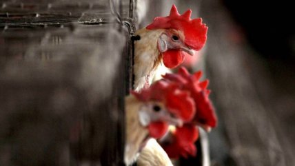  Gripe aviar en Brasil: Gobierno no espera 