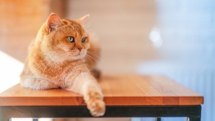   Hombre dejará toda su fortuna a quien se ofrezca a cuidar a su gata cuando él muera 