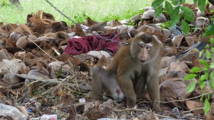  India: Tribunal intervino laboratorio por 