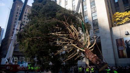   Nueva York da la bienvenida a la Navidad con el tradicional árbol del Rockefeller Center 