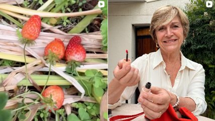  Beatriz Sánchez: Me cargan las noticias falsas, pero vemos a Matthei con cosmético rojo y frutillas  