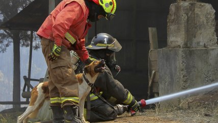   Plataforma reúne a mascotas con sus familias tras los incendios forestales 