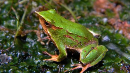  Alianza internacional en Huilo Huilo busca proteger a la Ranita de Darwin de hongo letal  