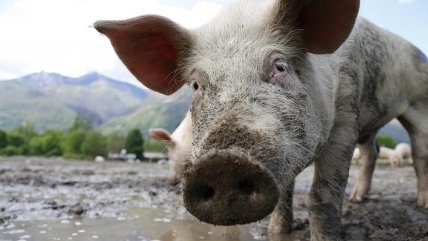   Venganza brutal: Ruso noqueó a la hija de su jefe y la lanzó de comida a los cerdos 