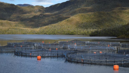   Sernapesca investiga masiva muerte de 283 toneladas de salmón en centro de cultivo 