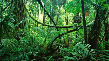   Principio activo de la ayahuasca mejora síntomas depresivos, según un ensayo inicial 