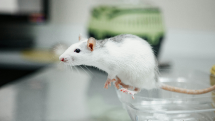   Prueban en ratones vacuna universal que protege contra virus, bacterias y alérgenos 