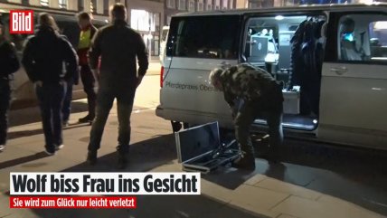   Un lobo atacó a una mujer en plena zona comercial de Hamburgo 