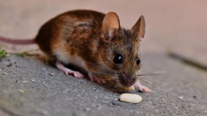   Minsal confirmó sexto caso de hanta del año en Los Lagos 