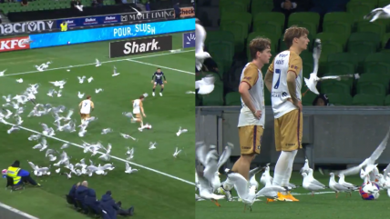   [VIDEO] Una multitud de gaviotas invadió la cancha en mitad de un partido de fútbol en Australia 