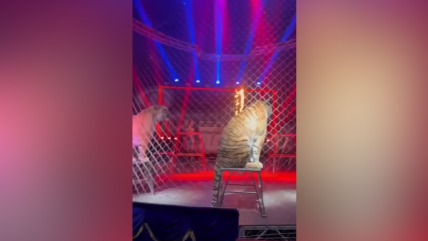   Circo del horror: Tigre saltó al público durante espectáculo circense en Rusia 