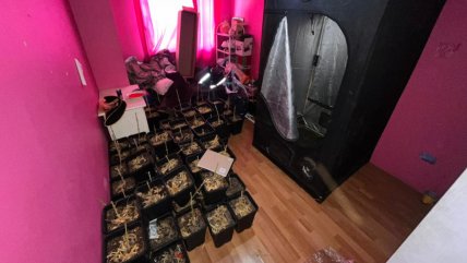  Dos detenidos en Lampa tras hallar moto robada y masivo cultivo de cannabis  