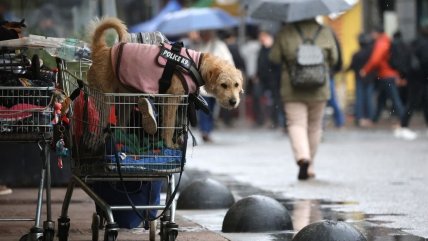   Sistema frontal: El kit de emergencia que toda mascota debería tener 