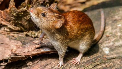   ¿Por qué se declaró alerta por hantavirus en pleno invierno? 