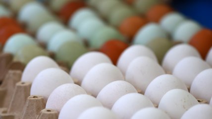   PPD plantea que proyecto que devuelve IVA también considere alimentos básicos, lentes y suplementos 