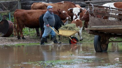  Piden declarar Emergencia Agrícola en La Araucanía  