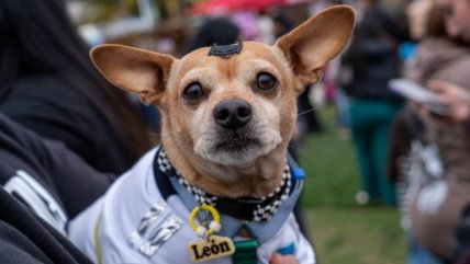   Las adorables postales que dejó la segunda edición de Expo Patitas 