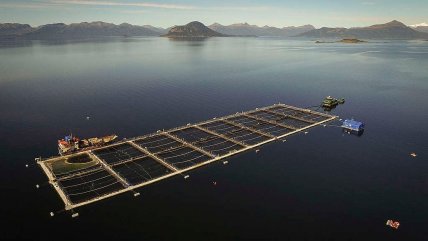  Sernapesca detectó virus ISA en centro de cultivo de Aysén  